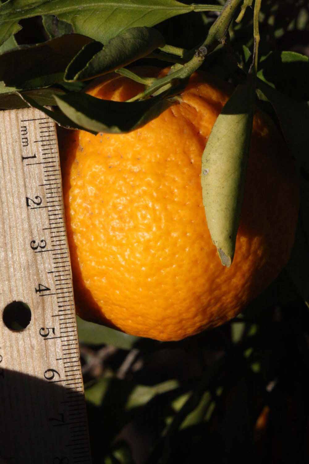              Fruit (Riverside, CA)       